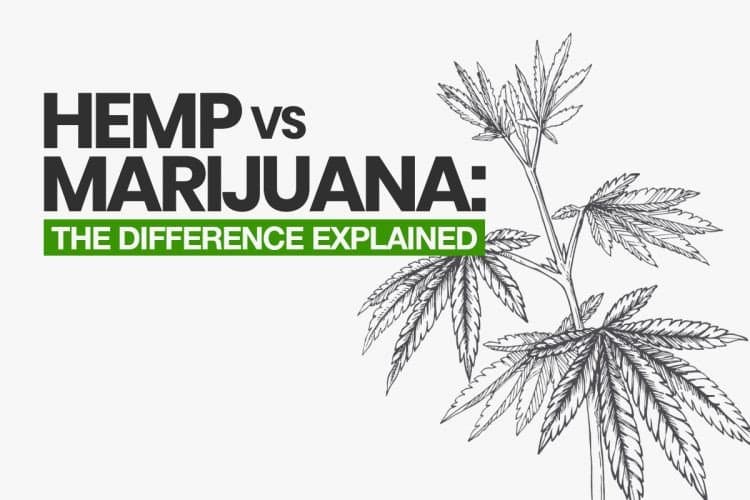 What’s the difference between hemp and marijuana?