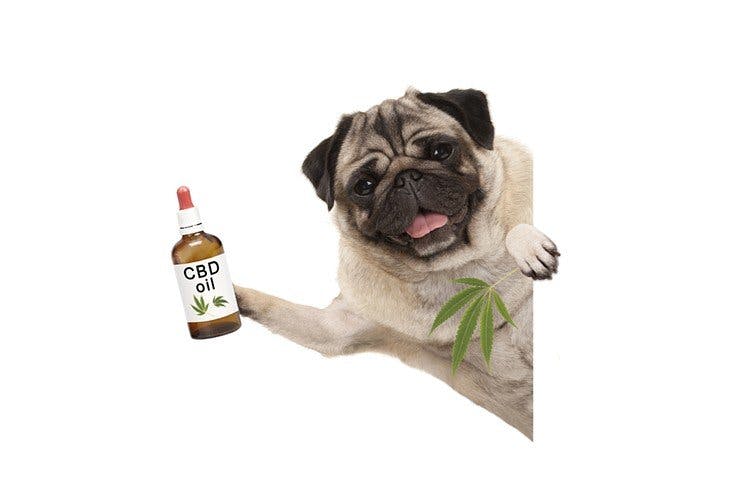 The Evolving Relationship Between Cannabis & Modern-Day Veterinary Medicine